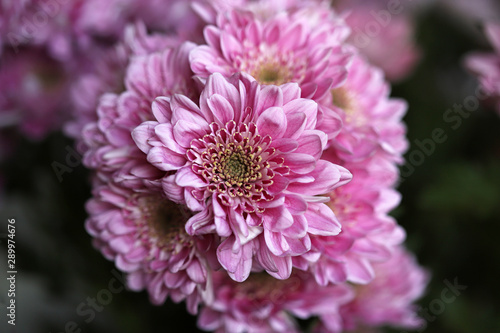 Autumn chrysanthemum flowers. Pink flowers. Selective focus. Macro.