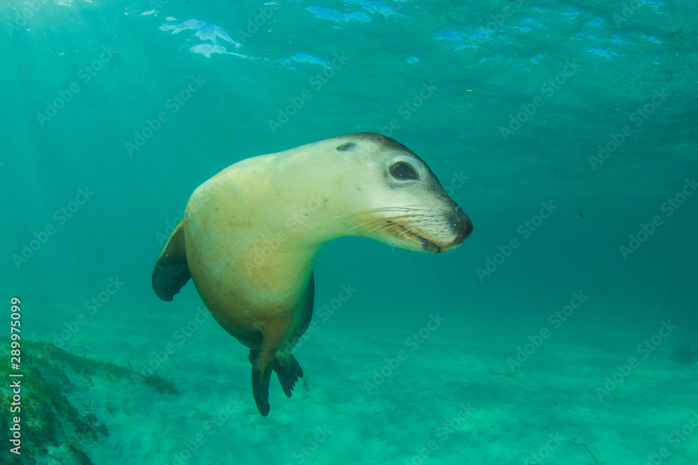 Fototapeta premium Australian Sea Lion underwater photo