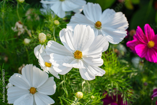 white cosmos flowers in the garden