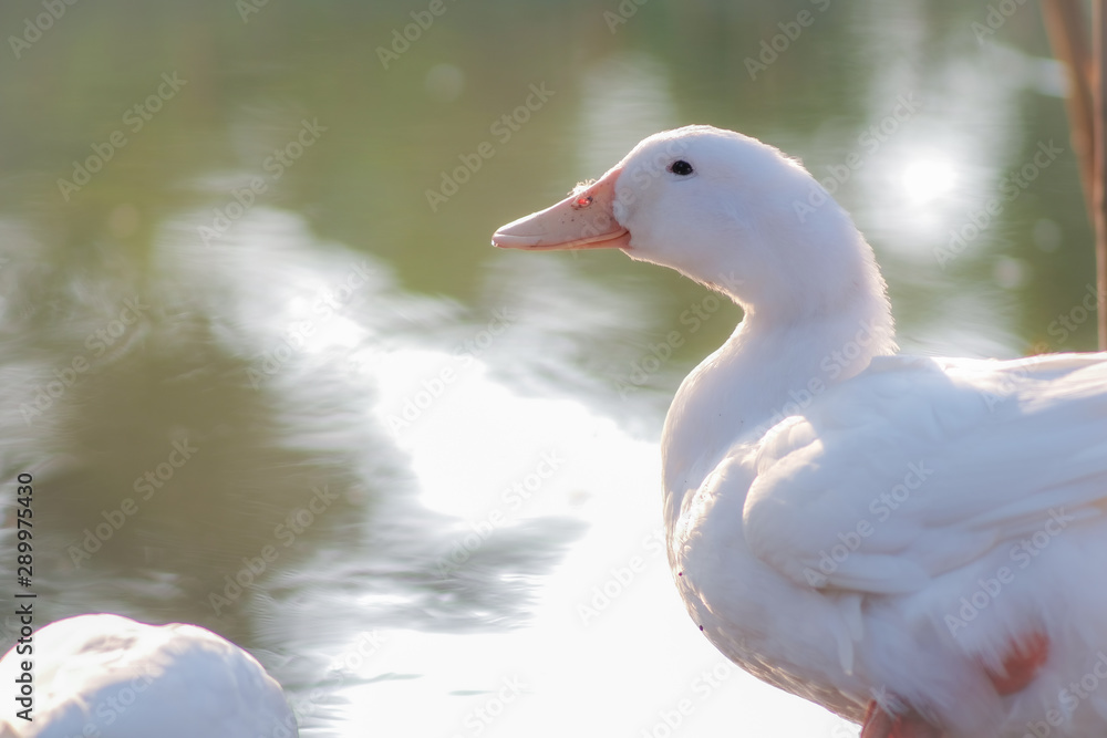 Close up and selective focus of beautiful young white duck near pond at the park in the morning with sunlight and water blurred background. Close up and selective focus of beautiful young white duck near pond at the park in the morning with sunlight and water blurred background.