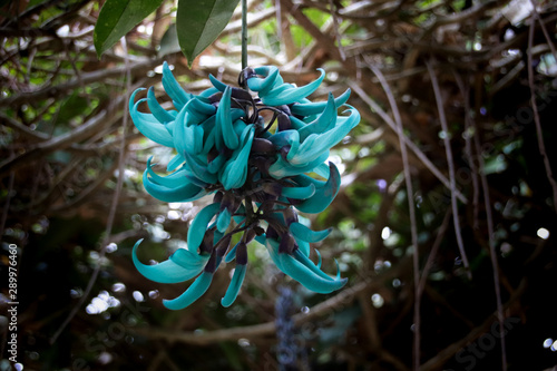 Strongylodon macrobotrys, commonly known as jade vine, emerald vine or turquoise jade vine photo