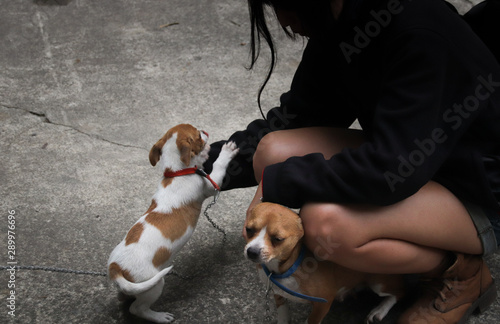 Playing with cute miniature pinscher  puppies to showing the candid happiness and wellness of living a life with pets photo