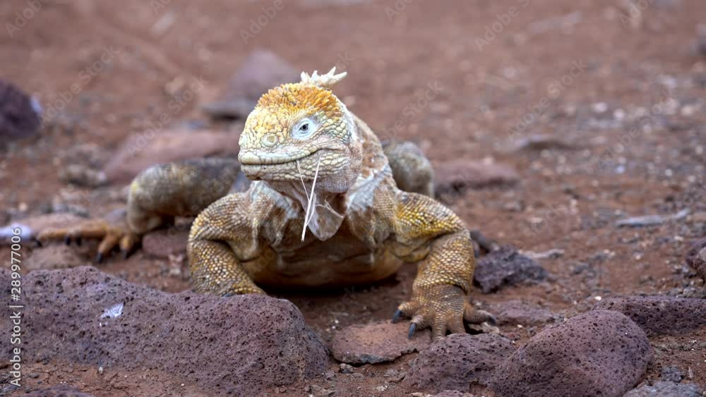 Male Galapagos Land Iguana Looks Around. Male Galapagos Land Iguana Looks Around.