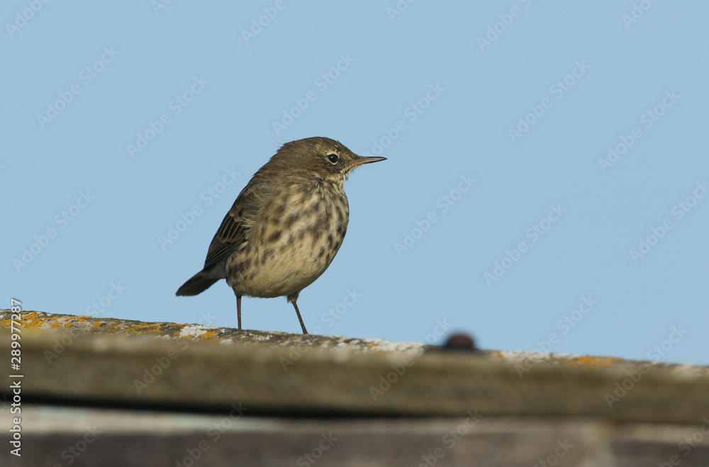 Fototapeta premium A pretty Rock Pipit, Anthus petrosus, perching on a roof.