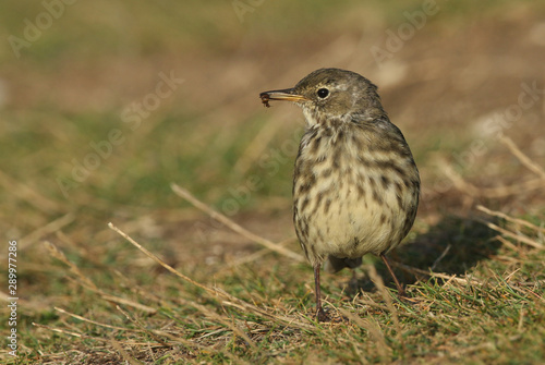  A pretty Rock Pipit, Anthus petrosus, perching on the ground with an insect in its beak it has just caught.