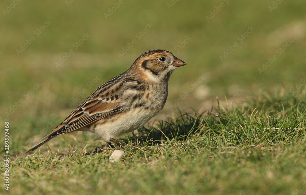 animal, avian, background, beak, beautiful, bird, birds, birdwatching, britain, british, brown, bunting, calcarius, calcarius lapponicus, coast, coastal, cute, dorset, environment, europe, european, e animal, avian, background, beak, beautiful, bird, birds, birdwatching, britain, british, brown, bunting, calcarius, calcarius lapponicus, coast, coastal, cute, dorset, environment, europe, european, e
