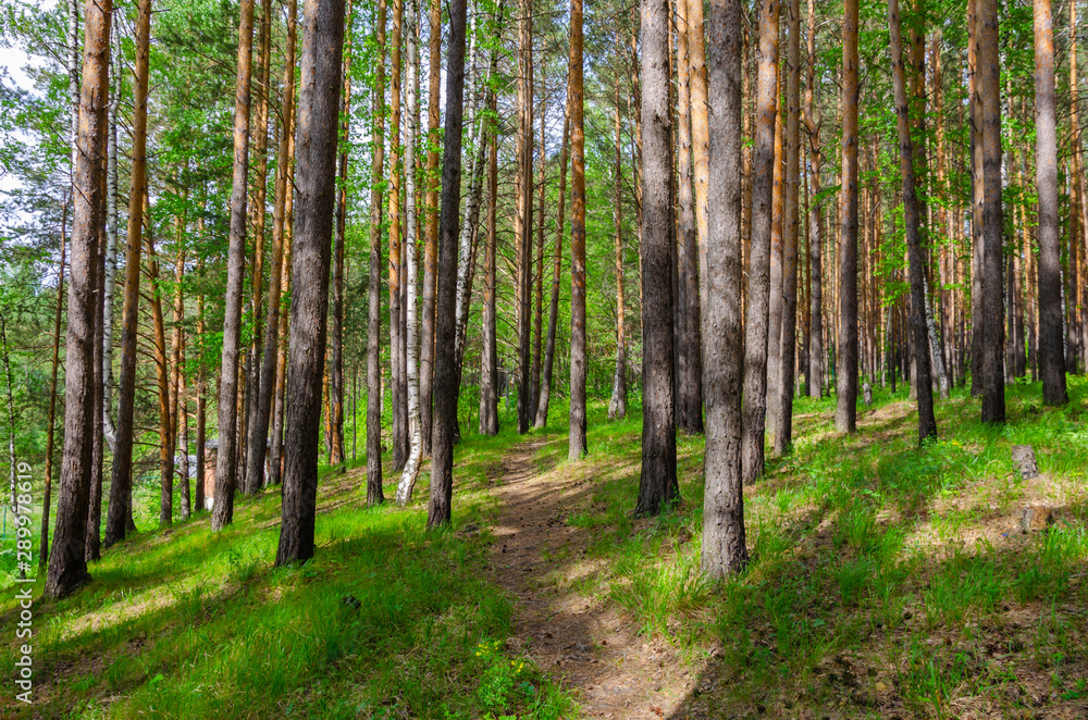A path in a pine forest in the mountains. A path in a pine forest in the mountains.