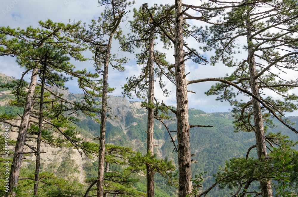 Mountains and pines.Summer Sunny day in the mountains covered with forest.