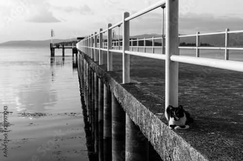 A cat resting on a pier on a lake