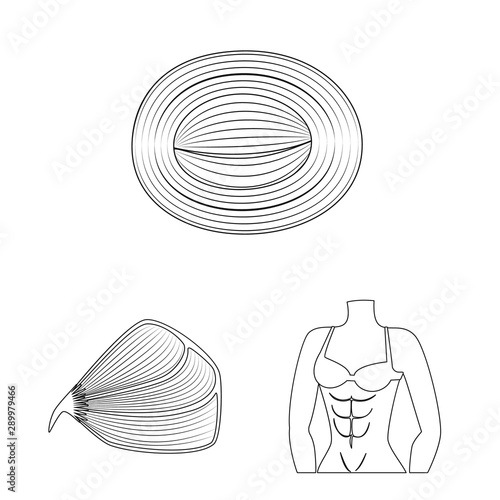 Vector design of fiber and muscular symbol. Collection of fiber and body stock vector illustration.