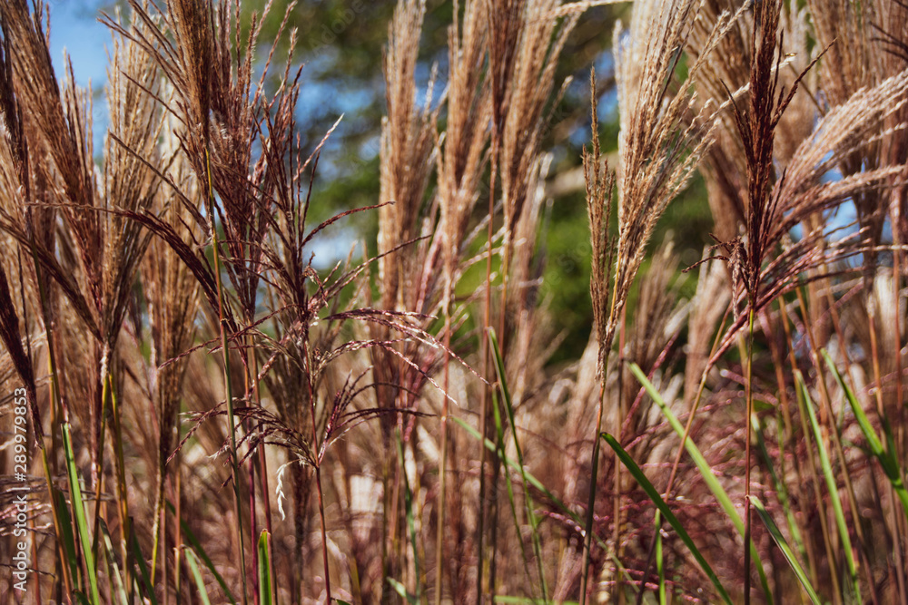 Fototapeta premium Field of red, brown and green grass growing in Somerset