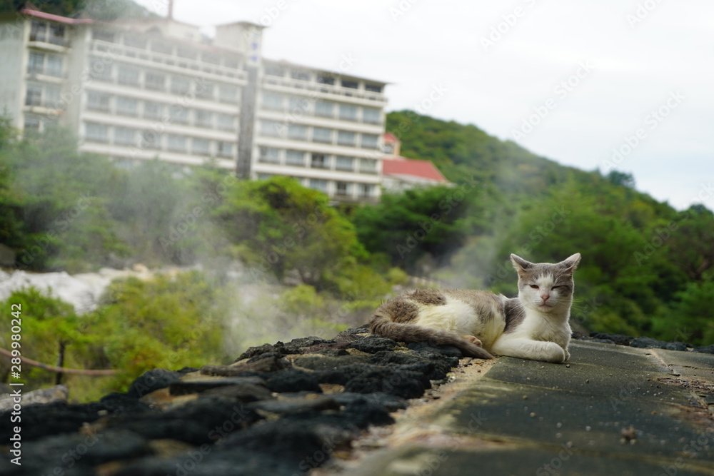 日本の温泉と湯けむりと猫