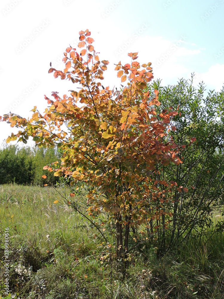 Fototapeta premium red tree in autumn