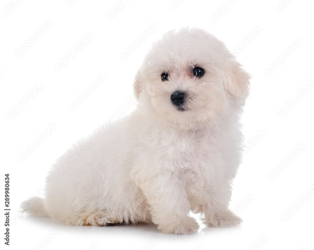 Bichon Frise in studio Bichon Frise in studio