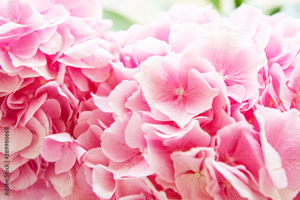 Pink flowers of hydrangea Pink flowers of hydrangea
