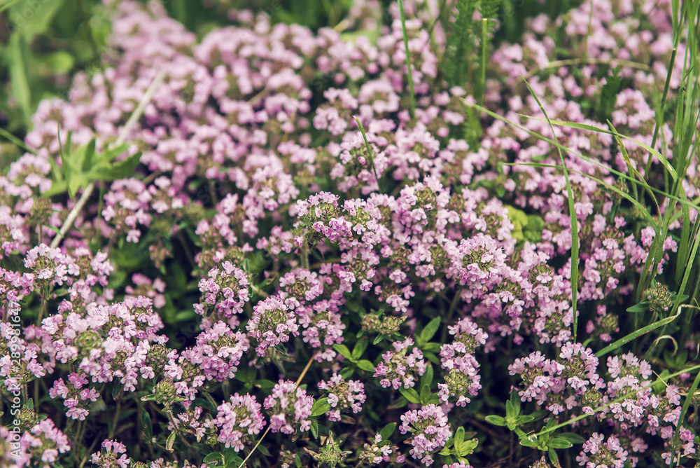 Thymus with flowers