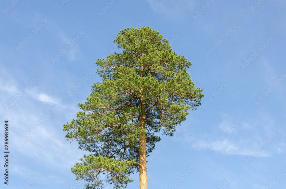 A tall pine tree against a blue sky.