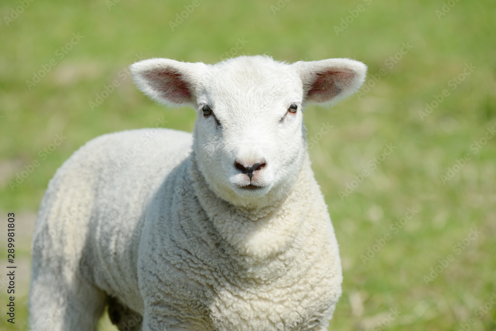 white lamb standing on pasture and looking white lamb standing on pasture and looking