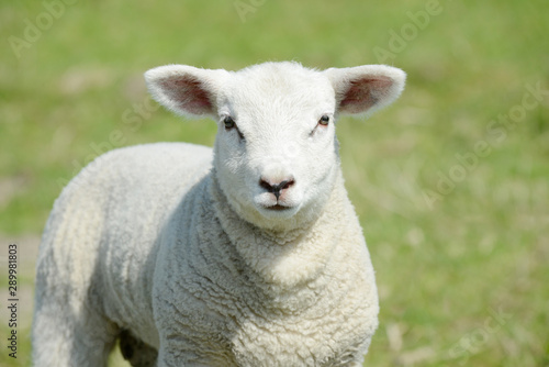 Fototapeta Naklejka Na Ścianę i Meble -  white lamb standing on pasture and looking