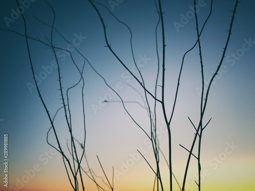 grass and sky