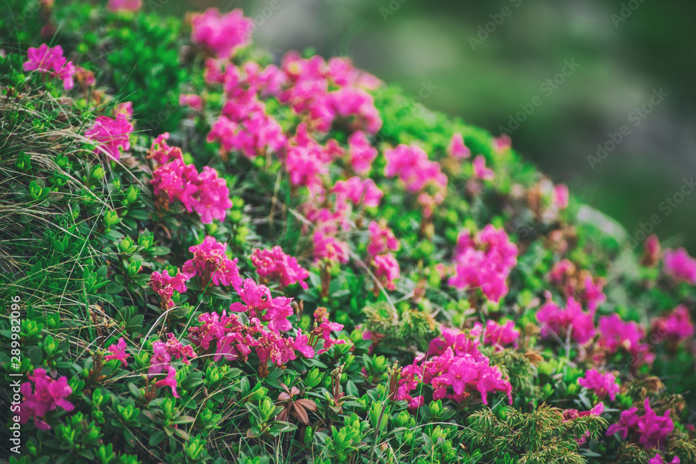 Rhododendron flowers in nature Rhododendron flowers in nature