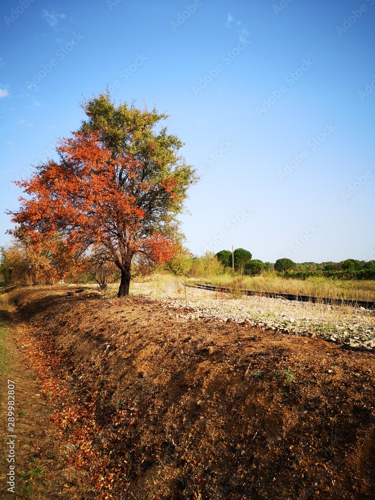 Naklejka premium tree in autumn