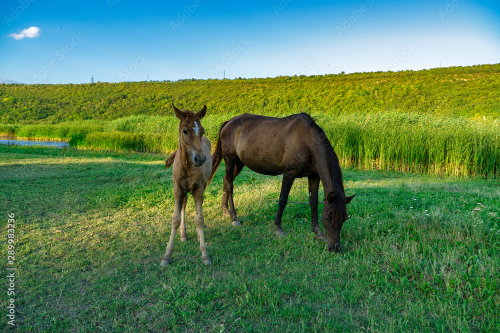 Foal with a mare on a summer pasture Foal with a mare on a summer pasture