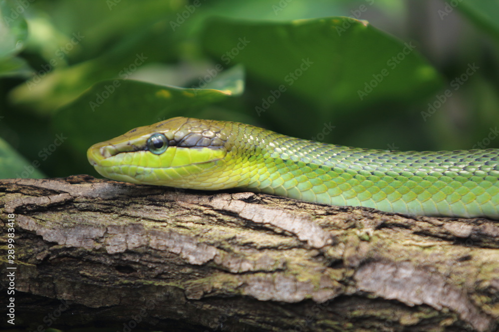 Spitzkopfnatter Gonyosoma oxycephalum (Gonyosoma oxycephalum) Spitzkopfnatter Gonyosoma oxycephalum (Gonyosoma oxycephalum)