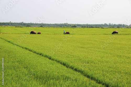 Vast green ricefields in the countryside of Ninh Binh, Vietnam