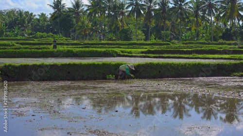 Two undefined women planting rice seedlings on a big field surrounded with palm trees. rice cultivation concept. Travel to Asia concept photo