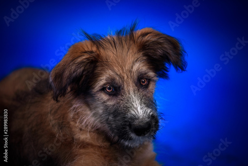 Fotografie, Obraz Cute mongrel dogs on a blue background. Portrait.