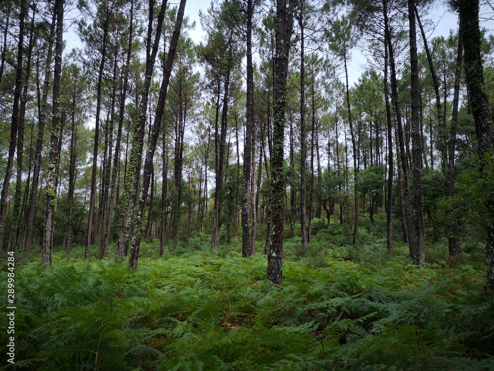 foret foret