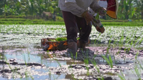 Two undefined women planting rice seedlings on a big field surrounded with palm trees. rice cultivation concept. Travel to Asia concept photo