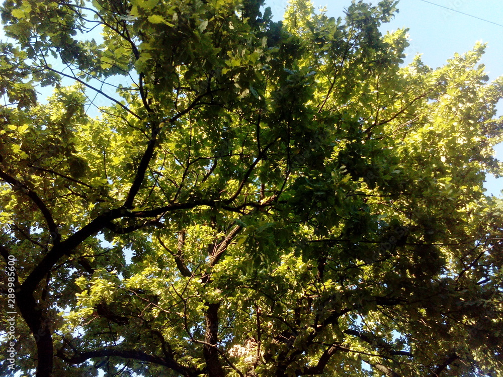 Obraz premium tree with green crown