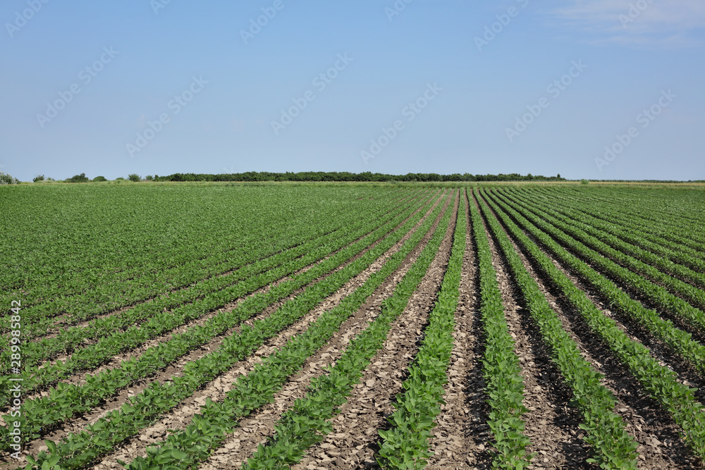 Agriculture, soybean plants in field