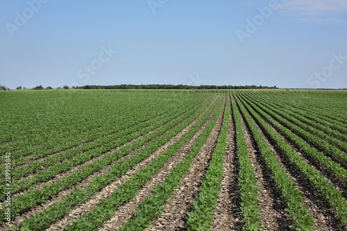 Agriculture  soybean plants in field