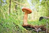 A strong young red pine mushroom (Lactarius deliciosus) grew in the grass in a coniferous forest.