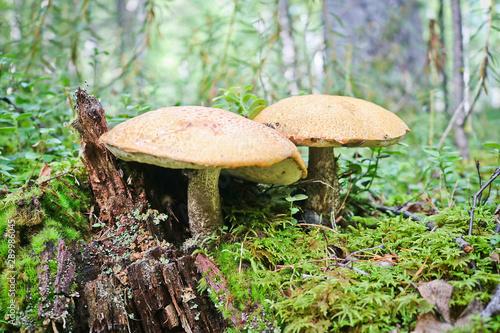 Two strong red-capped scaber stalk (Leccinum aurantiacum) mushrooms. Edible bolete mushrooms grew among moss and lingonberry bushes in the coniferous forest.