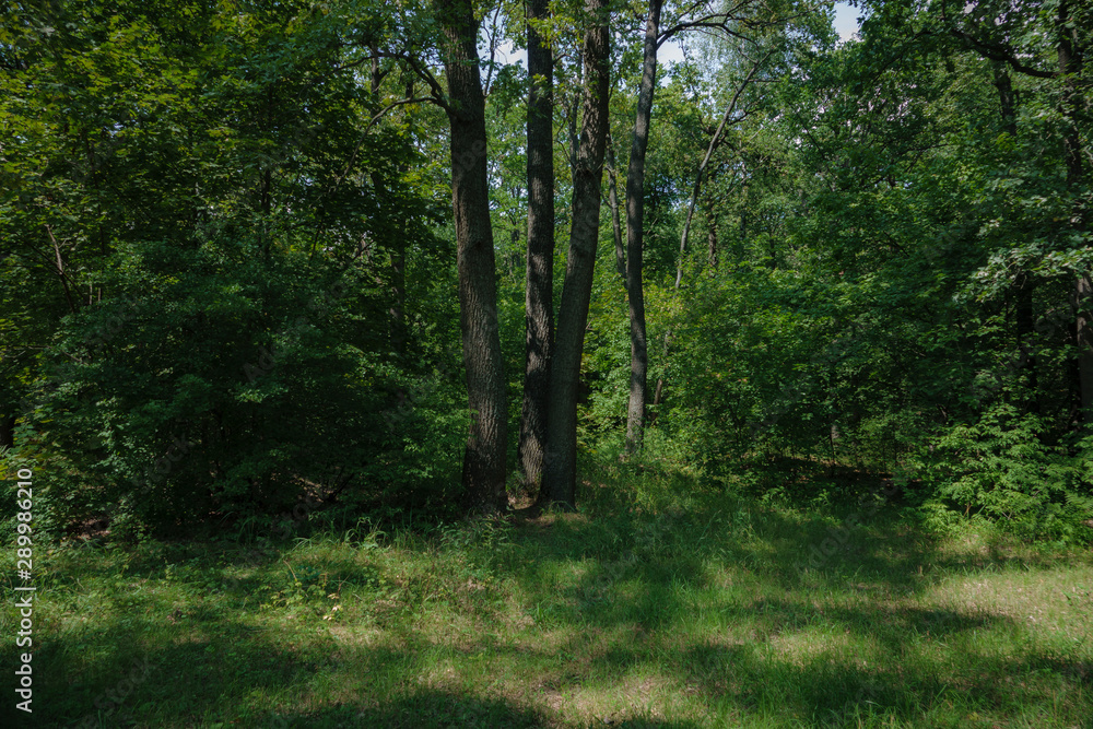 Naklejka premium Лето