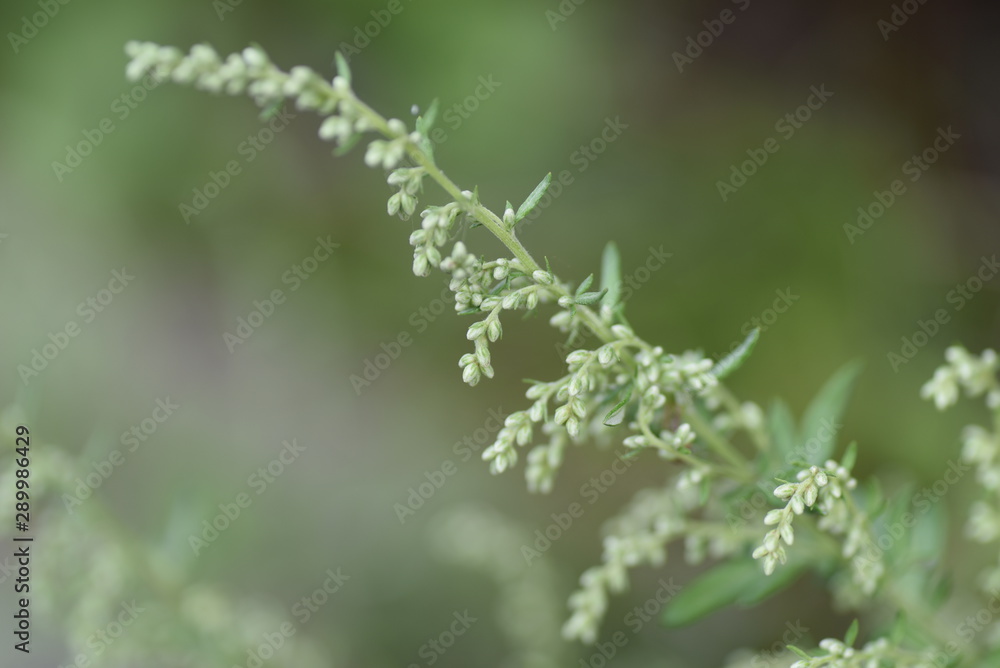 Japanese mugwort flowers / In Japan, the rice cake with the leaves of mugwort (yomogi) is called Yomogimochi. Japanese mugwort flowers / In Japan, the rice cake with the leaves of mugwort (yomogi) is called Yomogimochi.