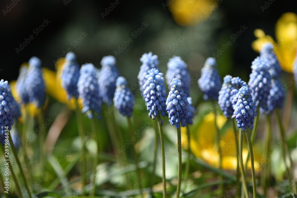 Beautiful and fresh muscari flowers closeup in spring home garden Beautiful and fresh muscari flowers closeup in spring home garden