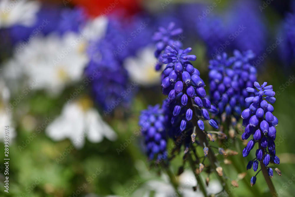 Beautiful and fresh muscari flowers closeup in spring home garden Beautiful and fresh muscari flowers closeup in spring home garden