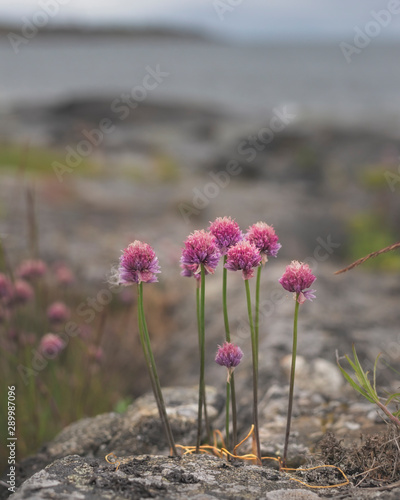 Wild flowers of clover in remote island in Finnish archipelago.