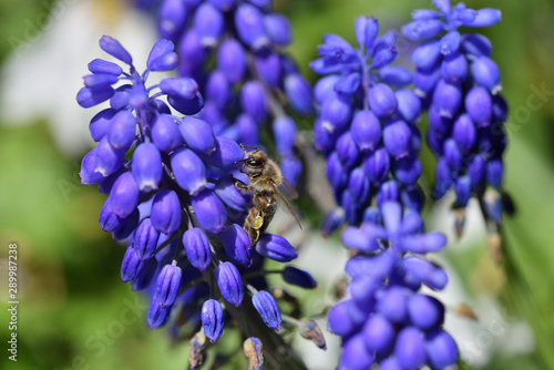 A close-up bee eats nectar on the blue muscari flowers  macro photography honeybee.