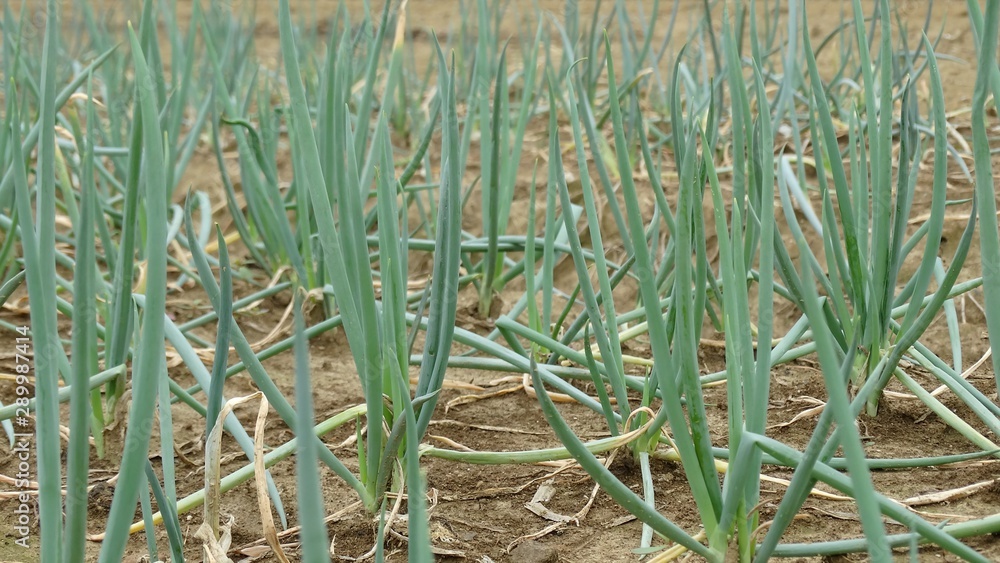Obraz premium New planting of scallion in the field. Scallion is a small and thin onion with a white bottom and a green stem and leaves, usually be used for food and cooking.