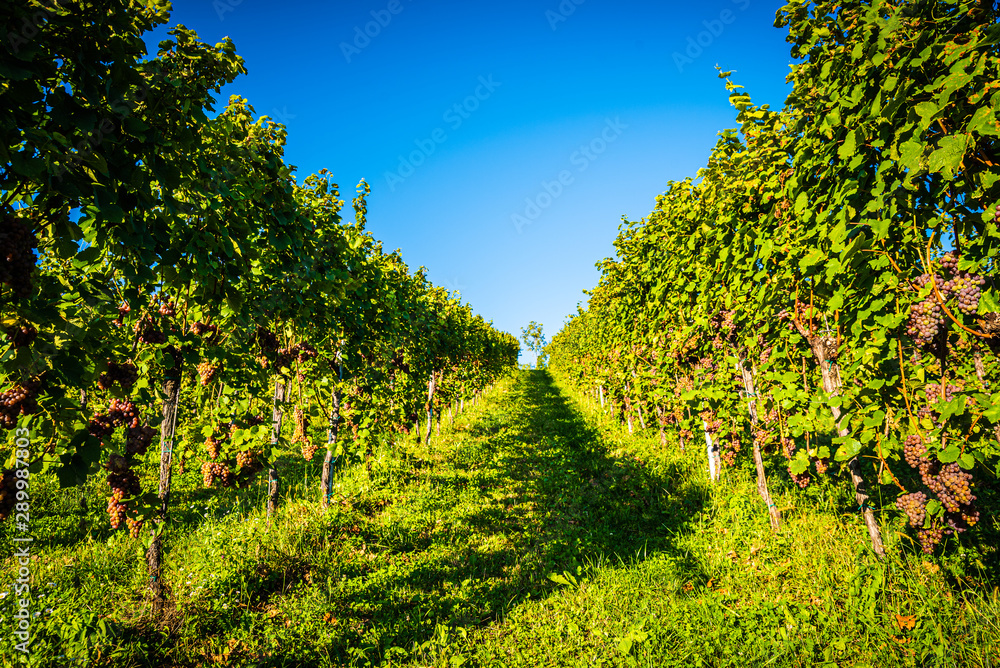 Red grapes rows on vineyard over bright green background. Austria Autumn Landscape Red grapes rows on vineyard over bright green background. Austria Autumn Landscape