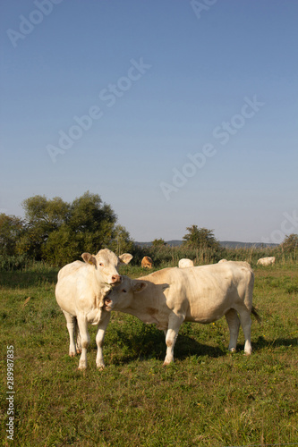 two white cows grazing on green meadow