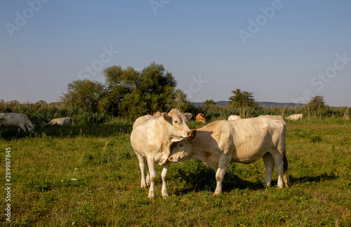 two white cows grazing on green meadow