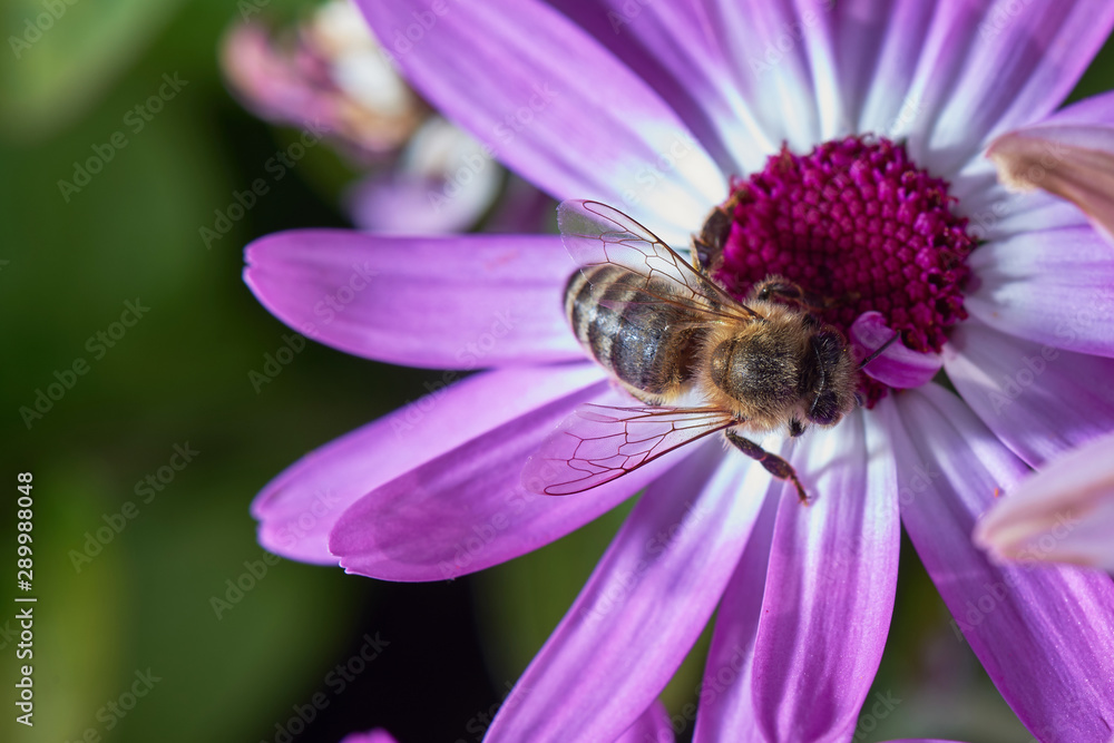 A close-up bee eats nectar on the violet Osteospermum flowers, macro photography honeybee. A close-up bee eats nectar on the violet Osteospermum flowers, macro photography honeybee.