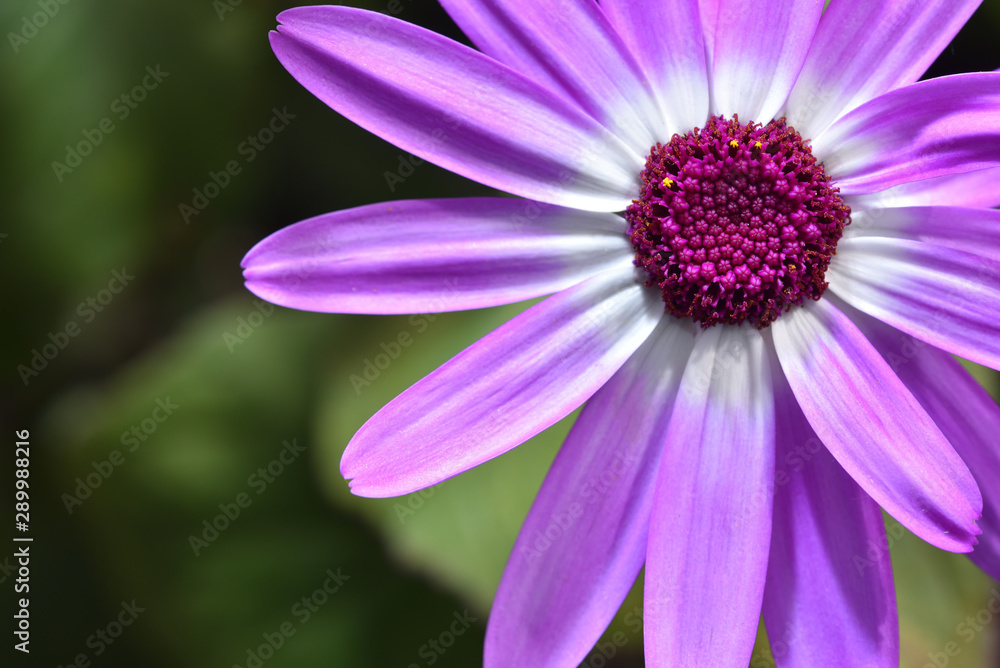 Beautiful and bright Osteospermum flower of violet color, very close-up, macro Beautiful and bright Osteospermum flower of violet color, very close-up, macro